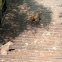 Banded Mongoose
