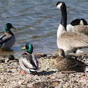 Mallards