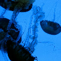 Brown Sea Nettle