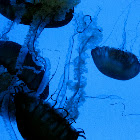 Brown Sea Nettle