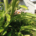 Shell Ginger