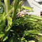 Shell Ginger