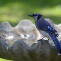 Blue Jay