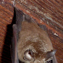 Eastern Horseshoe Bat