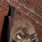 Eastern Horseshoe Bat