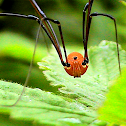 Harvestman