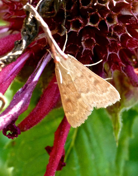 Spotting Image 1