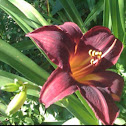 Daylily