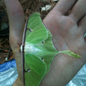 Luna Moth