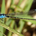 Painted Damsel