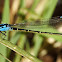 Painted Damsel