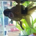 Gold fish