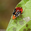 Shield Bug