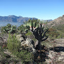 Kaapse kokerboom