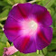 Morning Glory