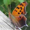 Eastern Comma