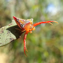 Triangular spider