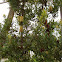 bamboo tree