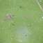 Pollywogs or Tadpoles