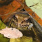 Common Frog