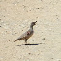 Gambel's Quail