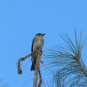 Eastern Wood Pewee