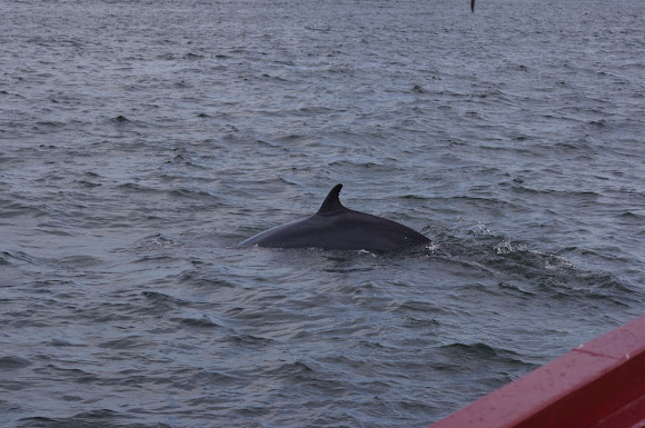 Spotting Image 1