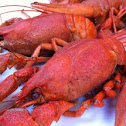 Volga Lobster