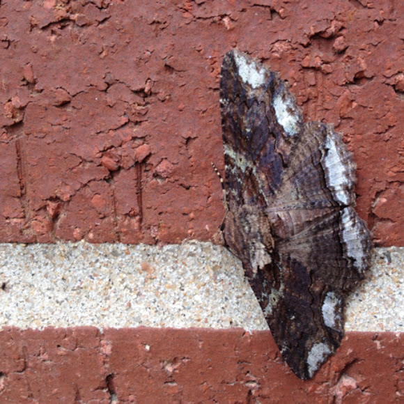 Spotting Image 1