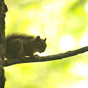 red squirrel