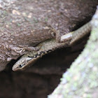 Water Skink