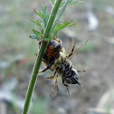 Spider & Bee
