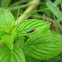 Leafhopper