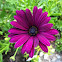 Purple Osteospermum flower