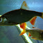 Common Rudd