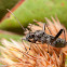 Broad-headed Bug