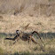Chacma baboon