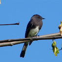 Black Phoebe