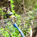 Dragonfly