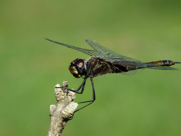 Spotting Image 1