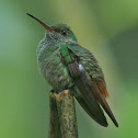 Colibrí, Gorrión, Amazilia Rabirrufa