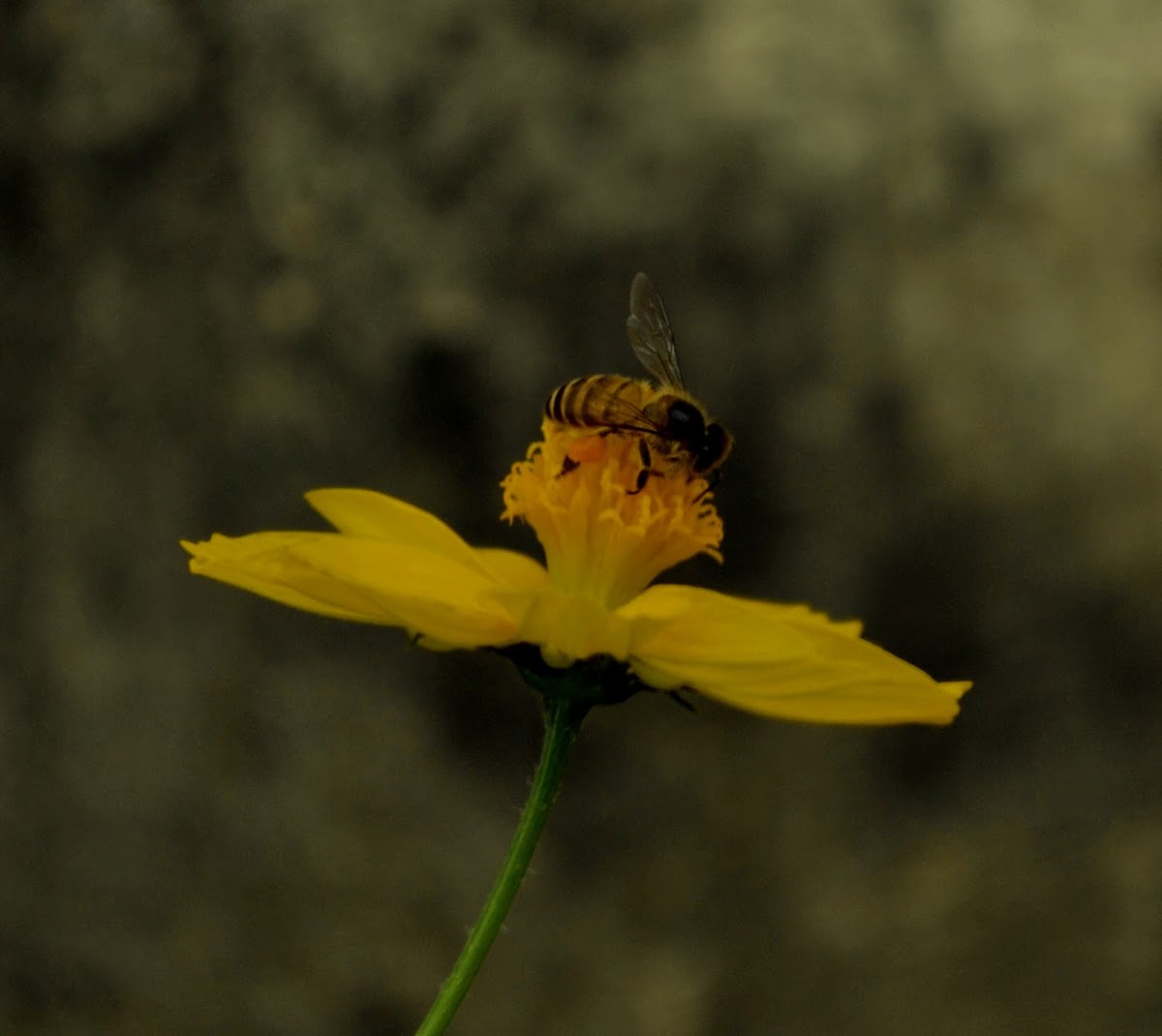 Honey bee