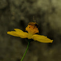 Honey bee