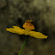 Honey bee