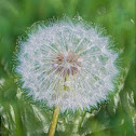 Dandilion