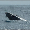Humpback Whale