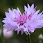 Centaury