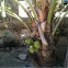 Palmera coco malayo