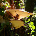 Dryad's Saddle