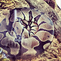 Ball Python